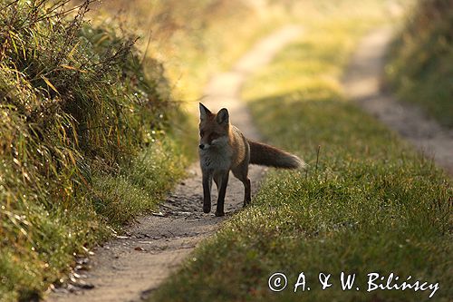 lis vulpes vulpes