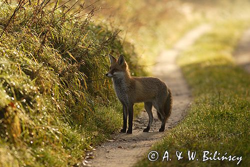 lis vulpes vulpes