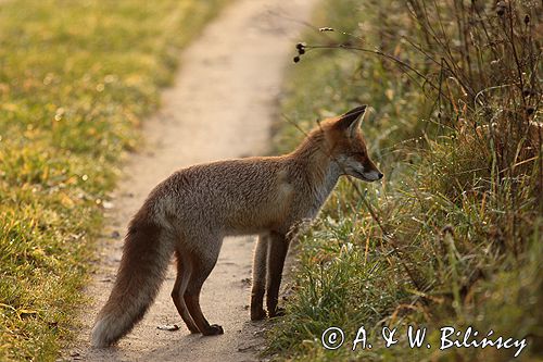 lis vulpes vulpes