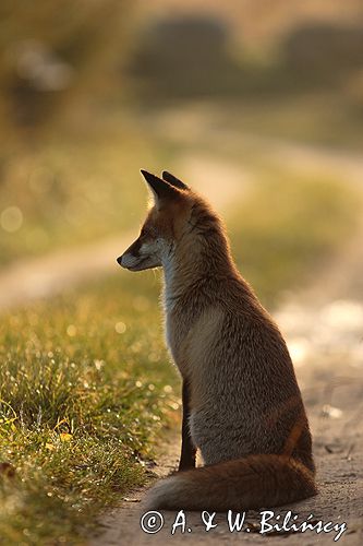 lis vulpes vulpes