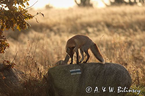 lis vulpes vulpes