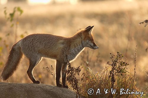 lis vulpes vulpes