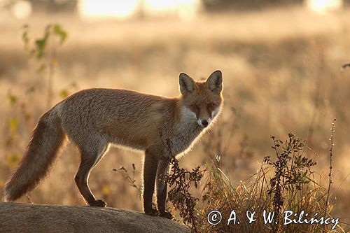 lis vulpes vulpes