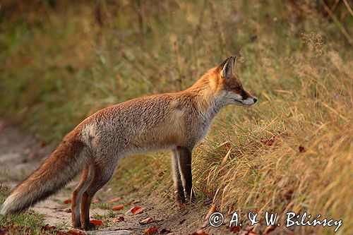 lis vulpes vulpes