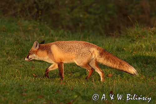 lis vulpes vulpes