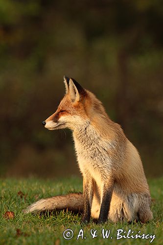 lis vulpes vulpes