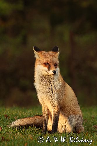 lis vulpes vulpes