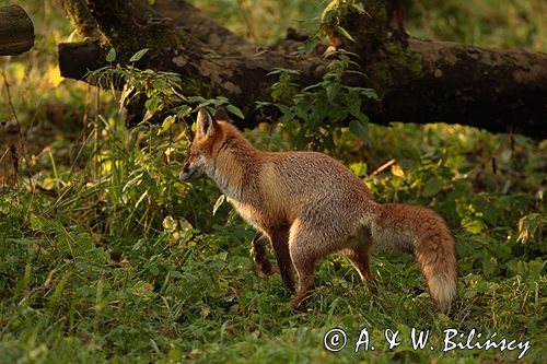 lis vulpes vulpes