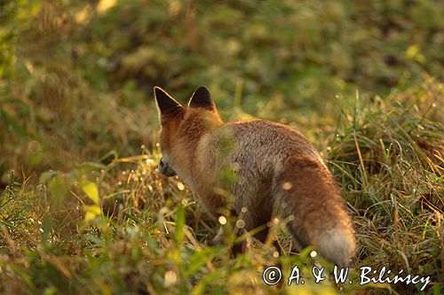 lis vulpes vulpes