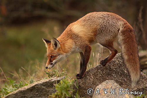 lis vulpes vulpes