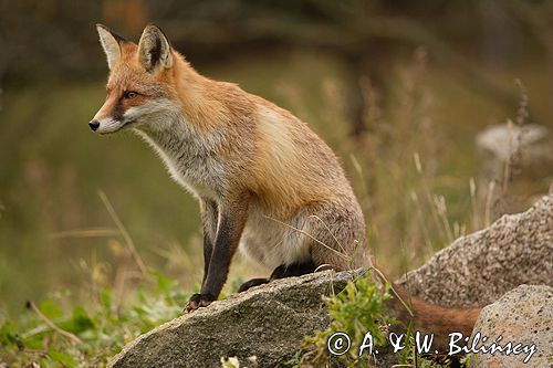 lis vulpes vulpes