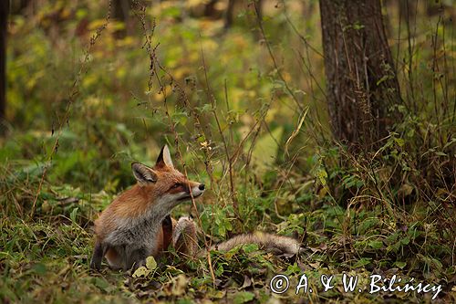 lis vulpes vulpes