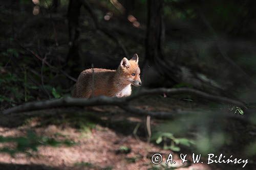 lisek przed norą, Vulpes vulpes