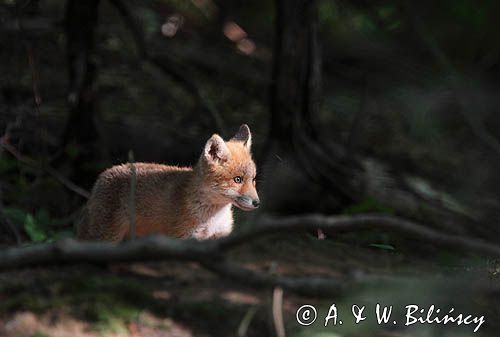 lisek przed norą, Vulpes vulpes