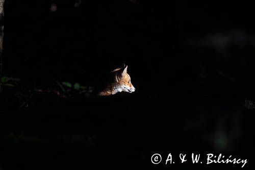 lisek przed norą, Vulpes vulpes