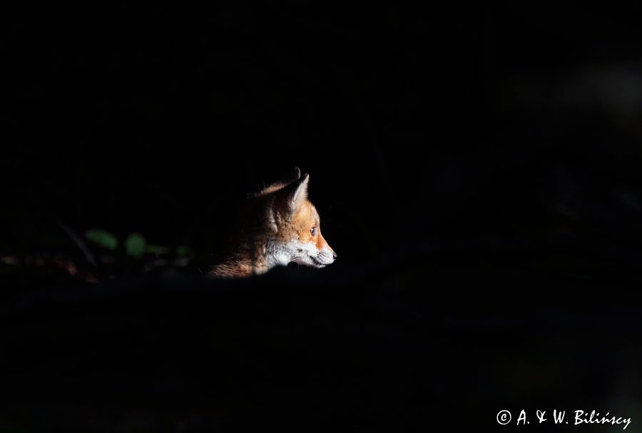 lisek przed norą, Vulpes vulpes