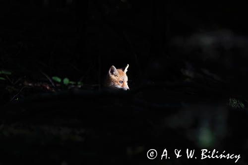 lisek przed norą, Vulpes vulpes