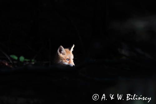 lisek przed norą, Vulpes vulpes