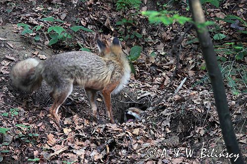 lisica z młodymi Vulpes vulpes