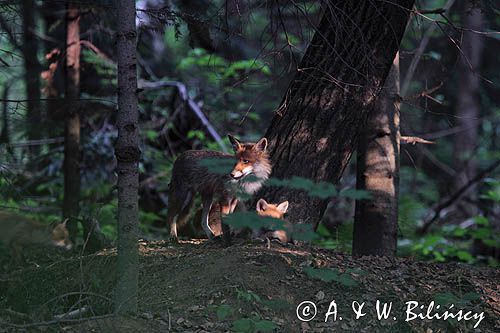 lisica z młodymi Vulpes vulpes