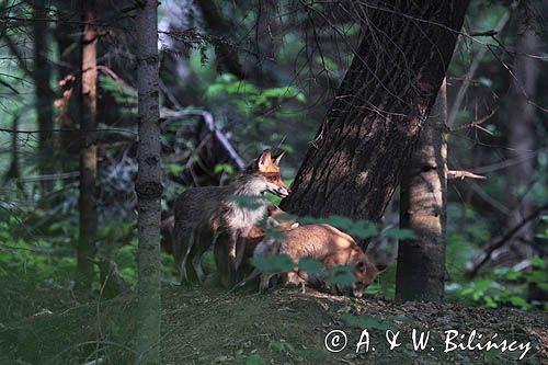 lisica z młodymi Vulpes vulpes