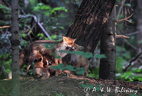 lisica z młodymi Vulpes vulpes