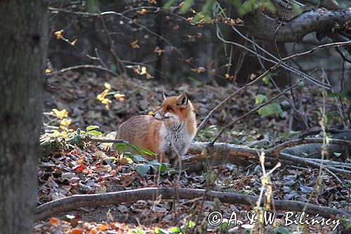 lis, vulpes vulpes