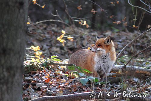 lis, vulpes vulpes