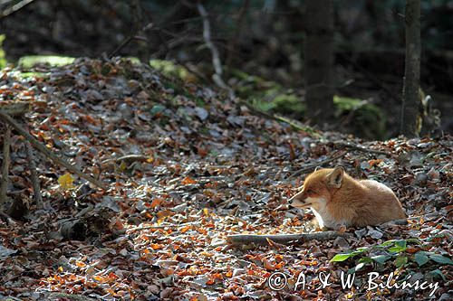 lis, vulpes vulpes