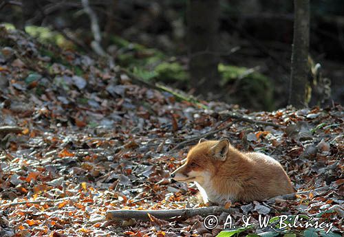 lis, vulpes vulpes