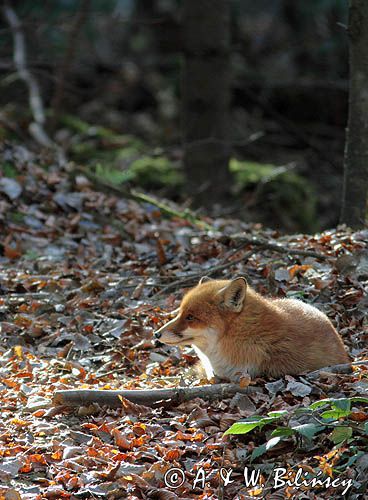 lis, vulpes vulpes