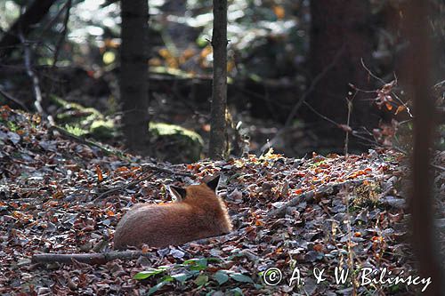 lis, vulpes vulpes