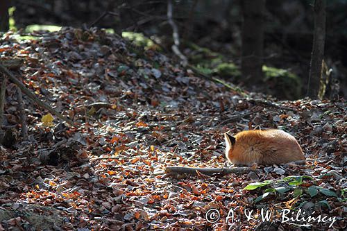 lis, vulpes vulpes