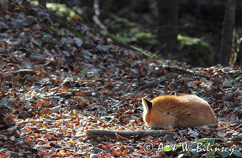 lis, vulpes vulpes