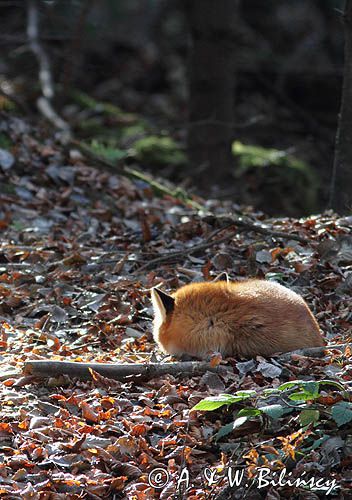 lis, vulpes vulpes