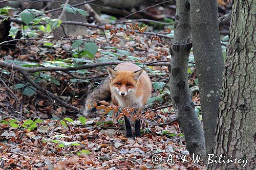 lis, vulpes vulpes