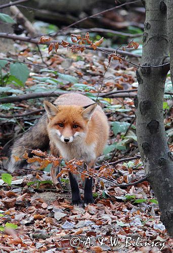 lis, vulpes vulpes