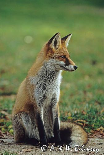 lis łac: Vulpes vulpes)