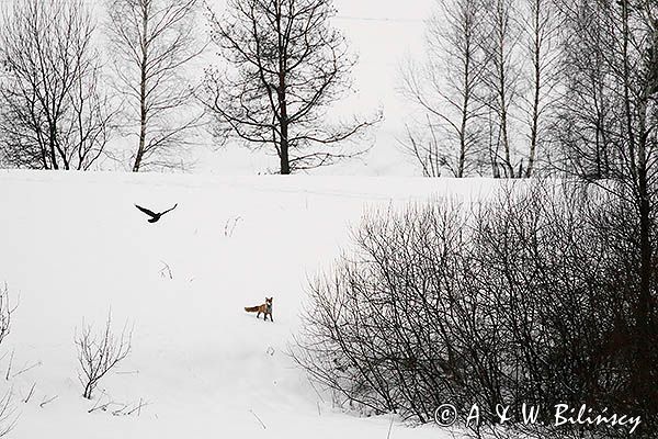 lis Vulpes vulpes i kruk Corvus corax