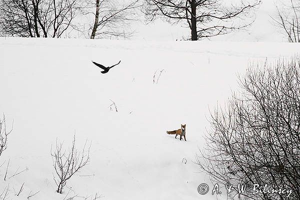 lis Vulpes vulpes i kruk Corvus corax