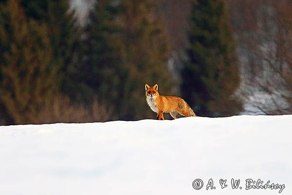 lis Vulpes vulpes