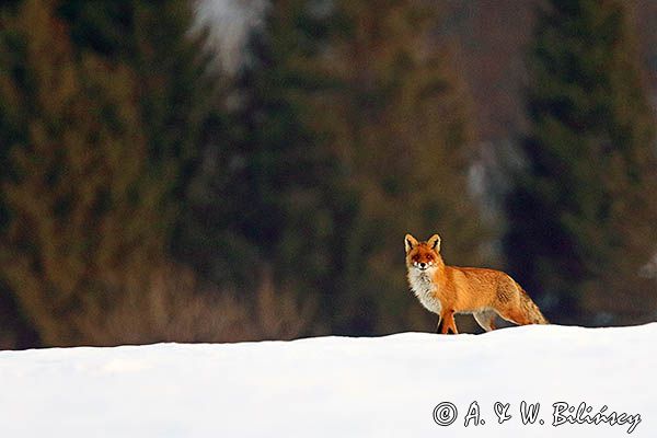 lis Vulpes vulpes