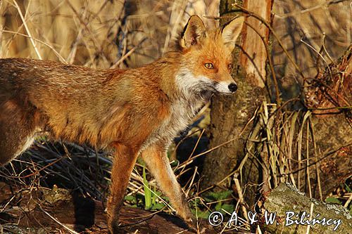 lis, Vulpes vulpes