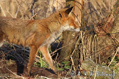 lis, Vulpes vulpes