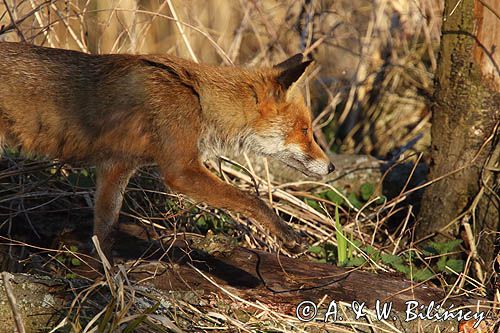 lis, Vulpes vulpes