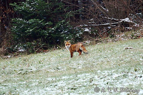 lis Vulpes vulpes