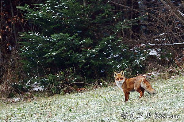 lis Vulpes vulpes