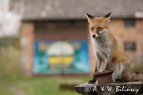 lis vulpes vulpes