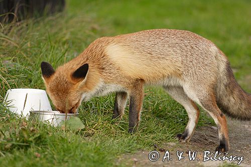 lis vulpes vulpes