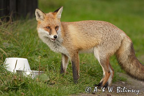 lis vulpes vulpes